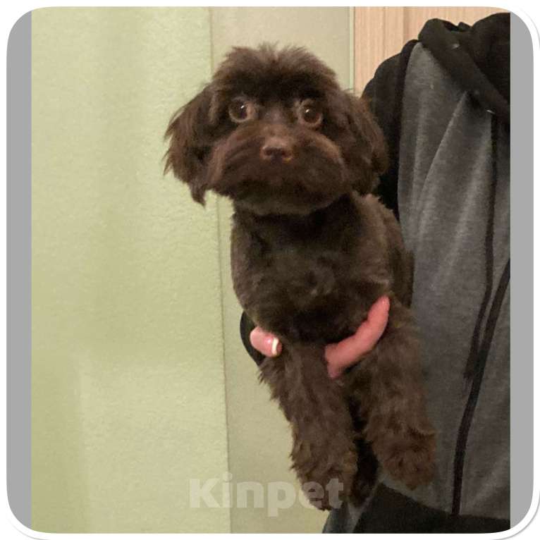 Собаки в Москве: Йорк горький шоколад девочка взрослая крупная Девочка, 49 000 руб. - фото 2