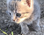 Кошки в Ростове-на-Дону: Котенок в добрые руки Девочка, Бесплатно - фото 1
