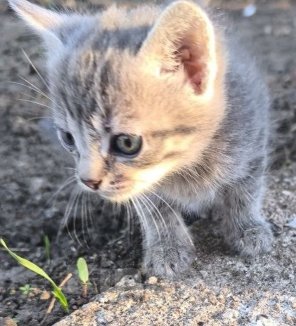 Кошки в Ростове-на-Дону: Котенок в добрые руки Девочка, Бесплатно - фото 1