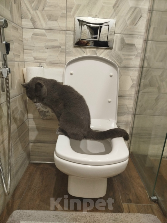 Кошки в Челябинске: продам Разнополые, 100 000 руб. - фото 7
