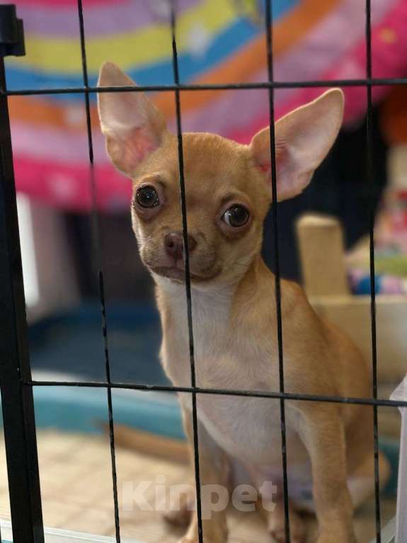 Собаки в Ульяновске: Щенки чихуахуа мальчики. Мальчик, 35 000 руб. - фото 2