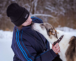 Собаки в Москве: Собака из приюта в добрые руки Девочка, Бесплатно - фото 8