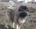 Собаки в Москве: АРТИ - молоденький кавказец в дар, Бесплатно - фото 1