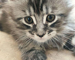 Кошки в Собинке: Мейн-кун котята, 12 000 руб. - фото 2