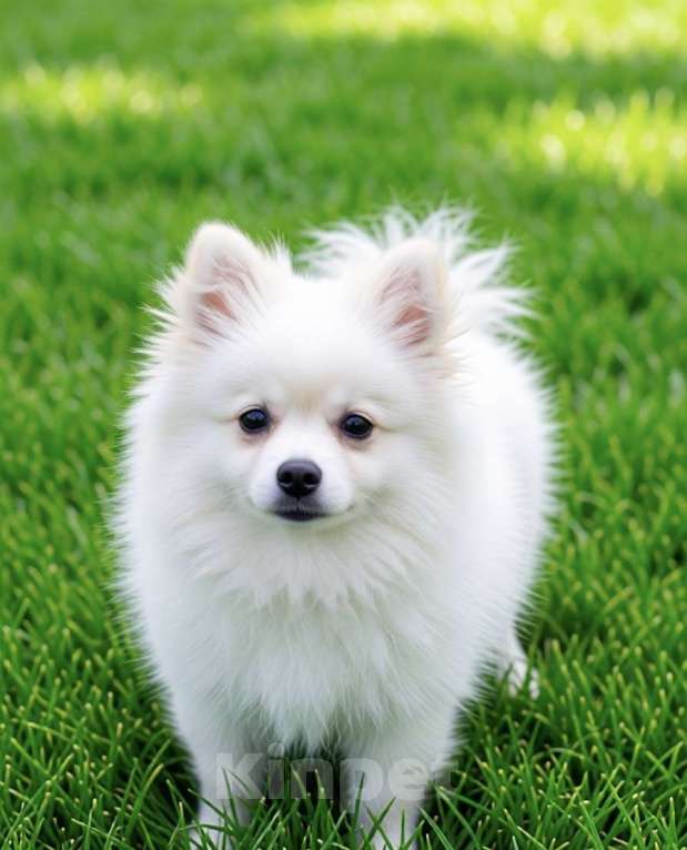 Собаки в Москве: Кобель немецкого малого шпица Мальчик, 30 000 руб. - фото 2