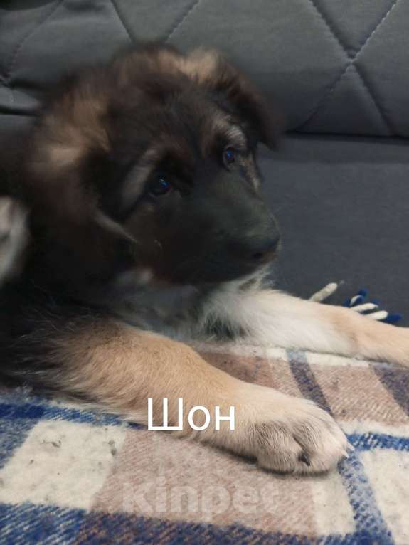 Собаки в других городах Московской области: Щенок в добрые руки Мальчик, Бесплатно - фото 6