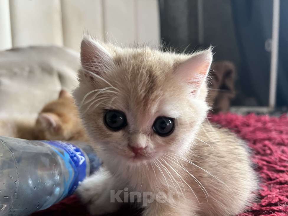 Кошки в Воронеже: Нежный, ласковый мальчик  Мальчик, 40 000 руб. - фото 3