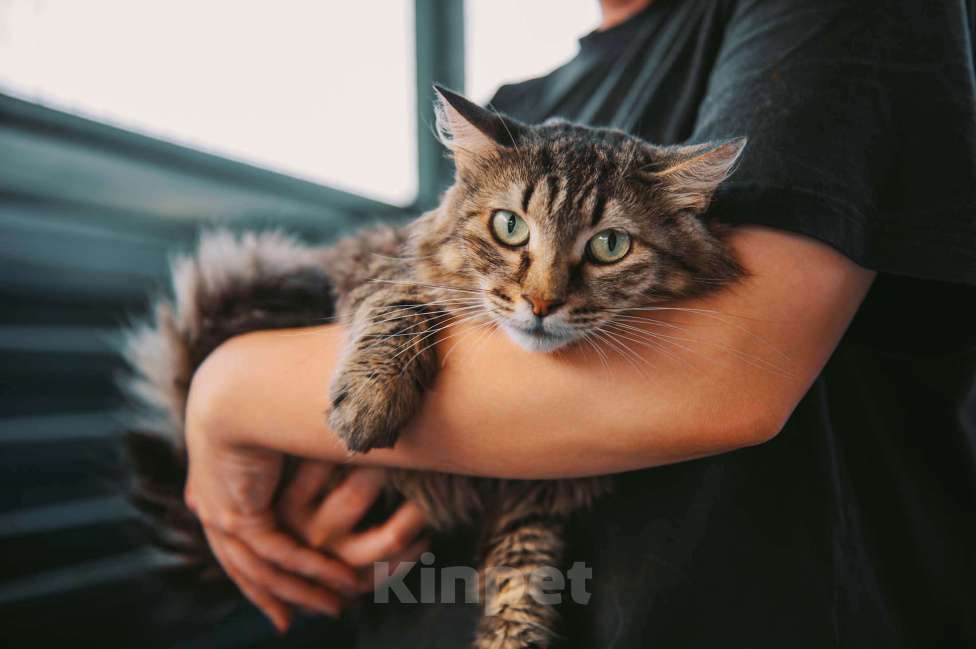 Кошки в других городах Московской области: Пастила украсит вашу жизнь! Девочка, Бесплатно - фото 6