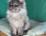 Кошки в Москве: Котёнок мейн-кун, голубой дым(as), кличка Cobalt Мальчик, 50 000 руб. - фото 3