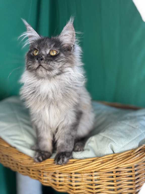 Кошки в Москве: Котёнок мейн-кун, голубой дым(as), кличка Cobalt Мальчик, 50 000 руб. - фото 3