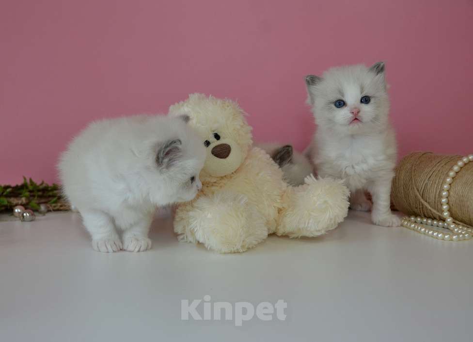 Кошки в других городах Московской области: Котята рэгдолл для детей Мальчик, 70 000 руб. - фото 3