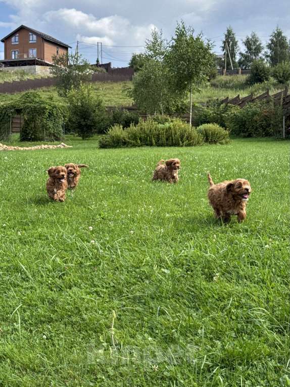 Собаки в Москве: Рыжая девочка Кавапу с белым галстучком Девочка, 150 000 руб. - фото 3