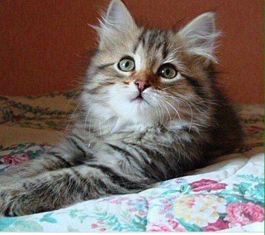 Кошки в Ливны: Сибирские котята девочки Девочка, 7 000 руб. - фото 1