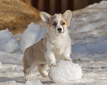 Собаки в Белоозёрском: Вельш корги пемброка щенок Девочка, 100 000 руб. - фото 3