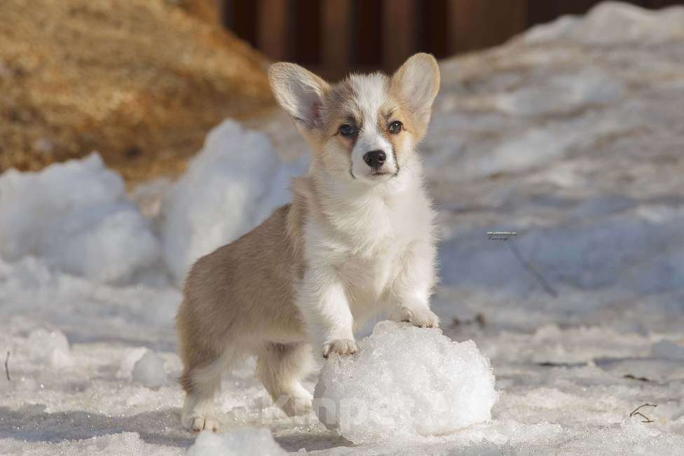 Собаки в Белоозёрском: Вельш корги пемброка щенок Девочка, 100 000 руб. - фото 3