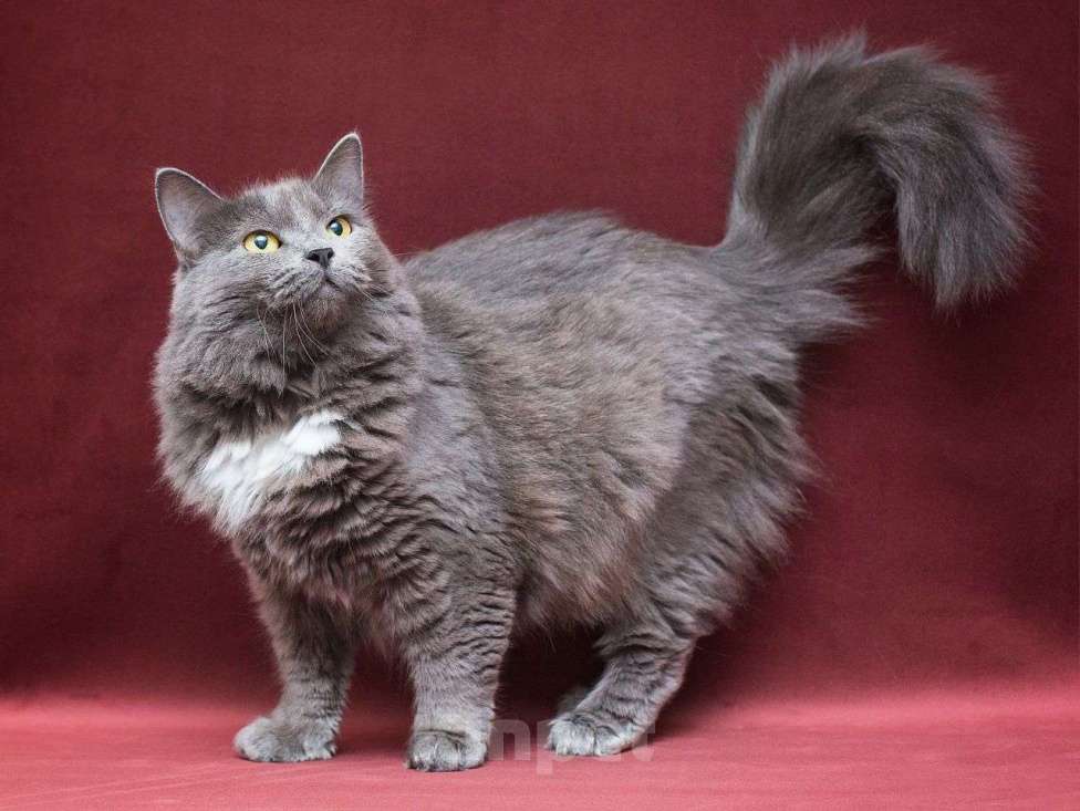 Кошки в Москве: Породистая кошечка ищет дом Девочка, Бесплатно - фото 2