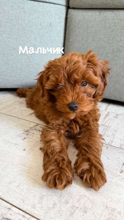 Собаки в Ульяновске: Мальтипу Мальчик, 55 000 руб. - фото 3