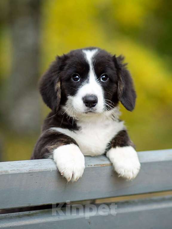 Собаки в Санкт-Петербурге: Великолепный щенок вельш-корги кардиган Мальчик, 45 000 руб. - фото 5