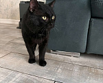 Кошки в Москве: Мартин в добрые руки Мальчик, Бесплатно - фото 6