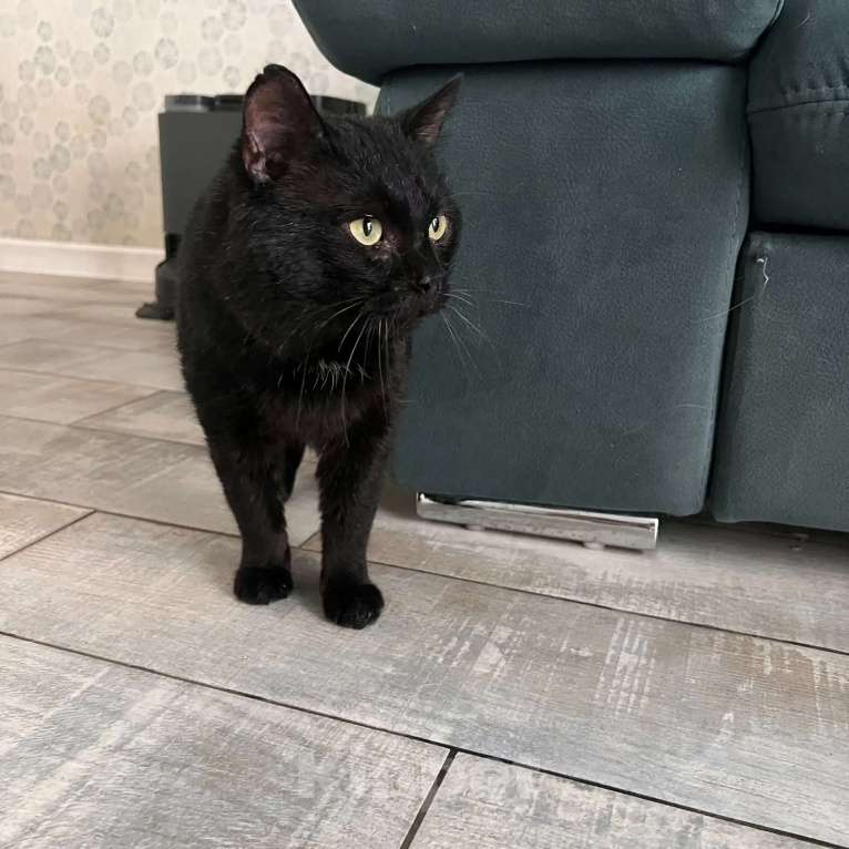 Кошки в Москве: Мартин в добрые руки Мальчик, Бесплатно - фото 6