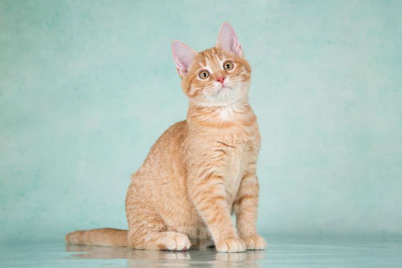 Кошки в Москве: Рыжие ручные котята ищут дом Мальчик, 1 руб. - фото 8