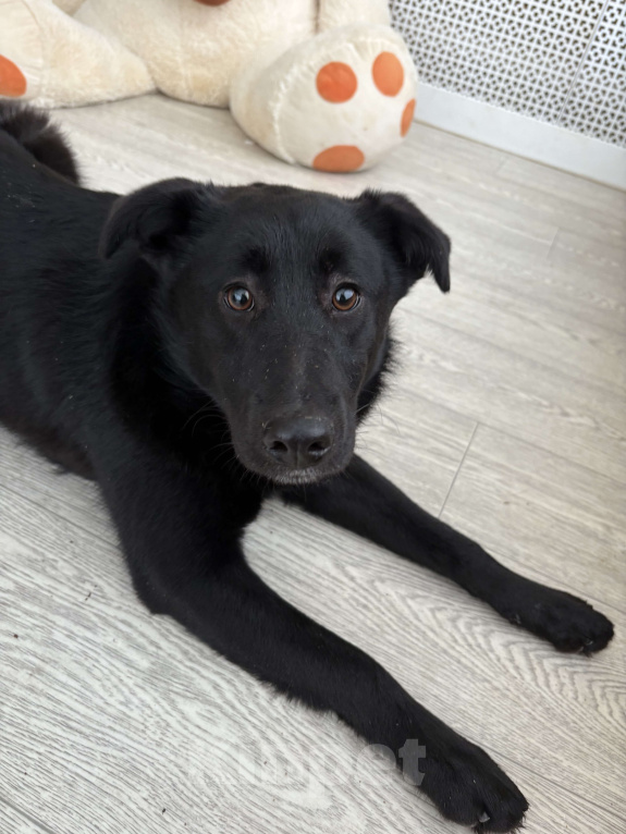 Собаки в Москве: Скромная прилежная Норла ищет семью Девочка, Бесплатно - фото 5
