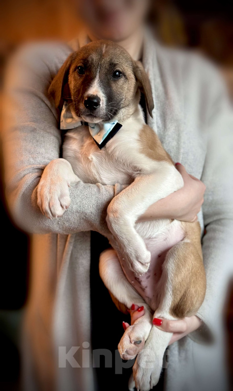 Собаки в Раменском: Буран ищет любящую семью Мальчик, 1 руб. - фото 4