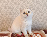 Кошки в Санкт-Петербурге: Золотые британские котята Девочка, 18 000 руб. - фото 8