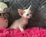 Кошки в Москве: Котенок Девон рекс мальчик с голубыми глазами Мальчик, 60 000 руб. - фото 7