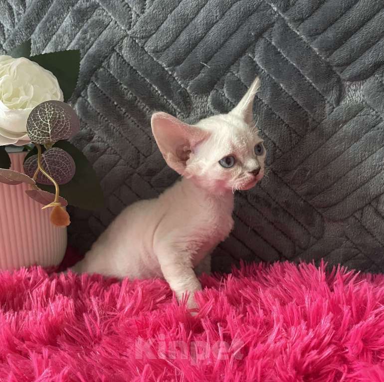 Кошки в Москве: Котенок Девон рекс мальчик с голубыми глазами Мальчик, 60 000 руб. - фото 7