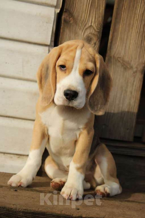 Собаки в Москве: Щенки Бигля  Мальчик, 70 000 руб. - фото 7