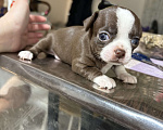Собаки в Казани: Продам мини чихуахуа Девочка, 30 000 руб. - фото 1