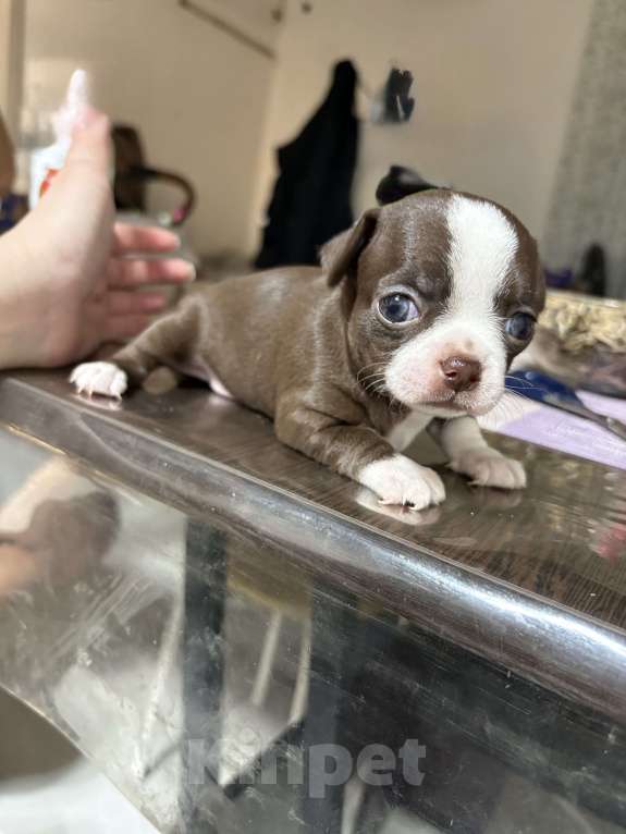 Собаки в Казани: Продам мини чихуахуа Девочка, 30 000 руб. - фото 1