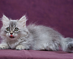 Кошки в Барнауле: Кошечка Юлиана💖 Девочка, Бесплатно - фото 9