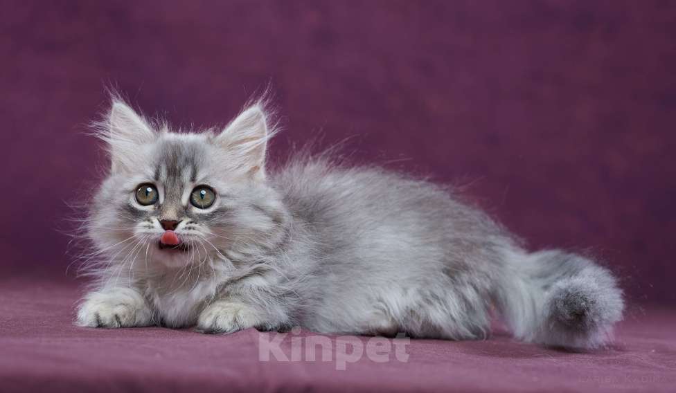 Кошки в Барнауле: Кошечка Юлиана💖 Девочка, Бесплатно - фото 9
