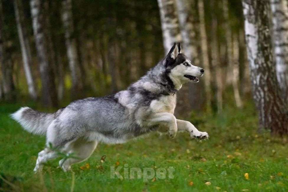 Собаки в Москве: Хаски девочка Аляска в добрые руки Девочка, Бесплатно - фото 2