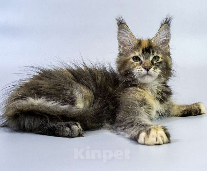 Кошки в Москве: Котенок мейн кун Девочка, Бесплатно - фото 3