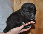 Собаки в Новосибирске: Щенок алабая (среднеазиатской овчарки) Девочка, 50 000 руб. - фото 3