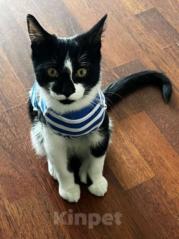 Кошки в Подольске: Котенок в добрые руки Мальчик, Бесплатно - фото 1