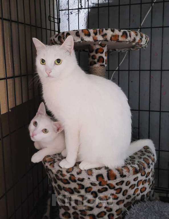 Кошки в Москве: Белая кошечка Пенелопа  ищет дом Девочка, Бесплатно - фото 2