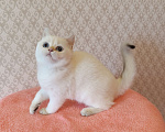 Кошки в Санкт-Петербурге: Золотая шиншилла пойнт Девочка, 25 000 руб. - фото 10