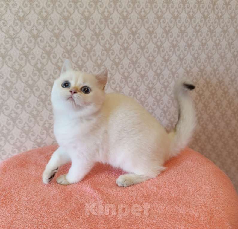 Кошки в Санкт-Петербурге: Золотая шиншилла пойнт Девочка, 25 000 руб. - фото 10