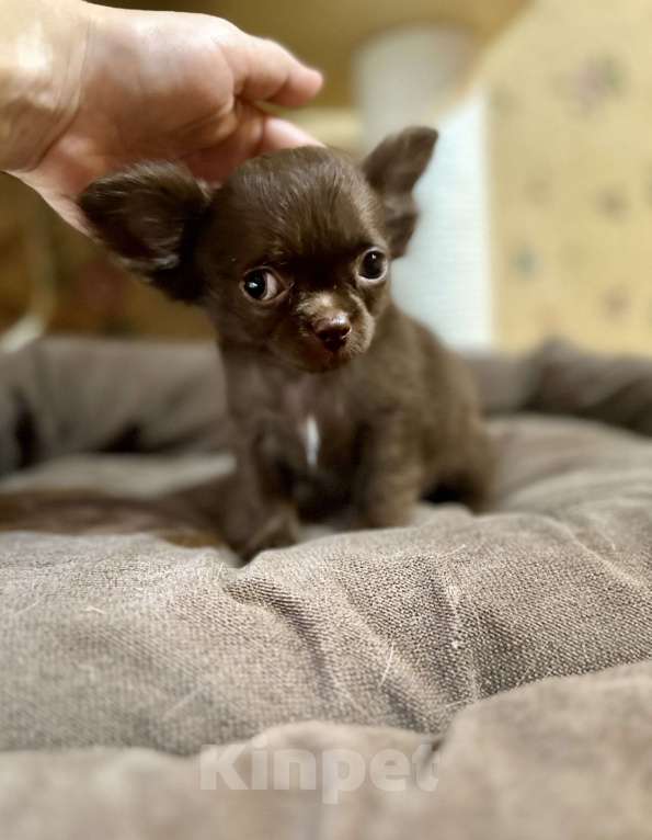 Собаки в Ростове-на-Дону: Мальчики чихуахуа Мальчик, 30 000 руб. - фото 3