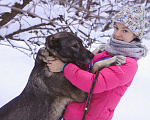 Собаки в Видном: Гюль, метис алабая, 3 года Девочка, Бесплатно - фото 9
