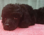 Собаки в Кирове: Щенок миниатюрного пуделя  Мальчик, 50 000 руб. - фото 3
