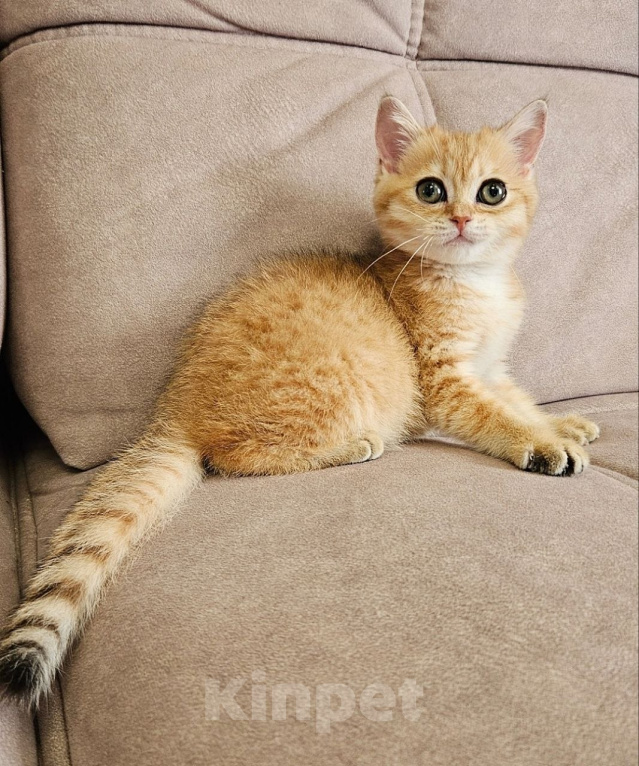 Кошки в Твери: Зеленоглазая красотка Девочка, Бесплатно - фото 3