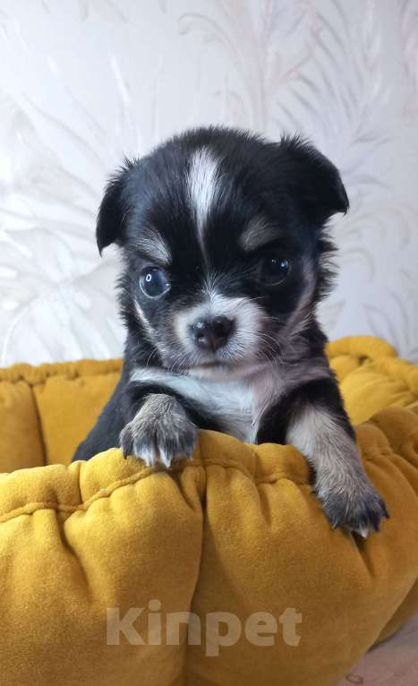 Собаки в Новосибирске: Яркие брюнеты чишки. Окрас черно подпалый.  Мальчик, Бесплатно - фото 4