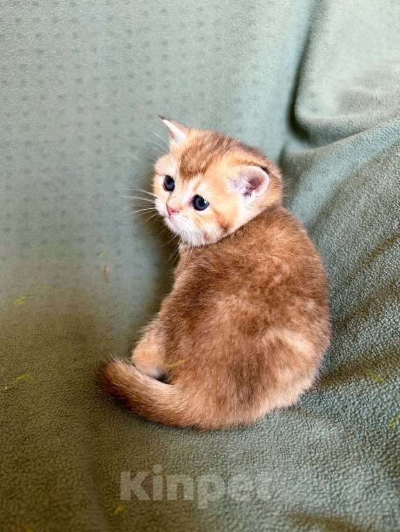 Кошки в Москве: Девочка Золотая плюшевая шиншилла Девочка, 25 000 руб. - фото 8