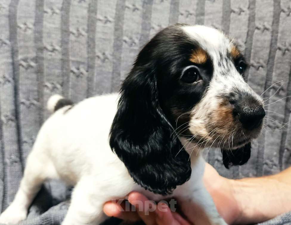 Собаки в Калуге: Предлагаю к продаже щенков русского охотничьего сраниеляо Девочка, 40 000 руб. - фото 4