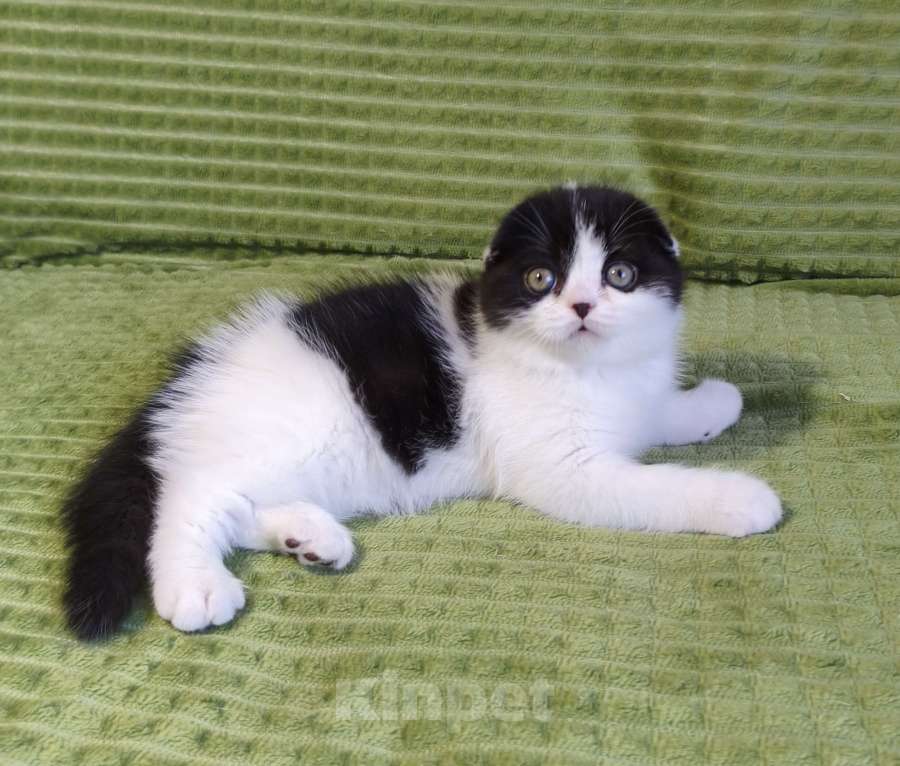 Кошки в Нижнем Новгороде: Шотландский красавчик Мальчик, 45 000 руб. - фото 1